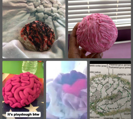 BRITE Program Empowers BE-Ruth Girls in Science brain models